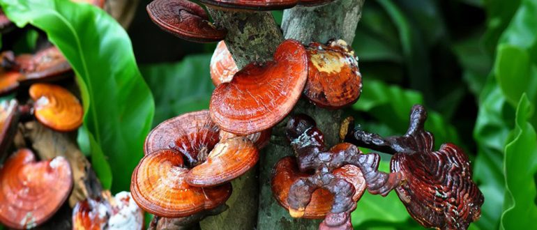 Грибы линчжи Вьетнам, узнай про удивительными целебные качества Грибы линчжи Вьетнам