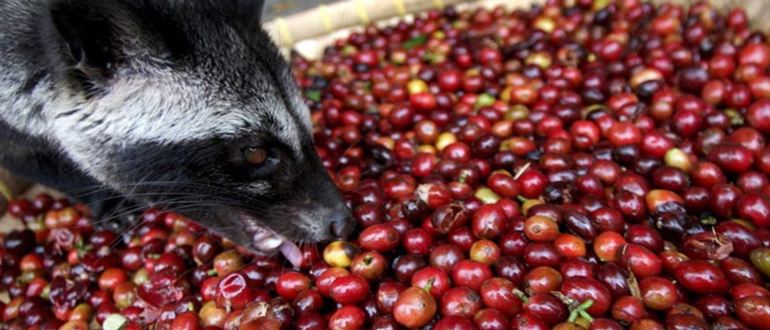 Кофе из Вьетнама лювак, изысканный и уникальный напиток Кофе из Вьетнама лювак