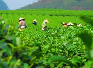 плантации чая во вьетнаме