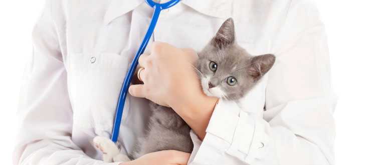 Ветеринар это кто