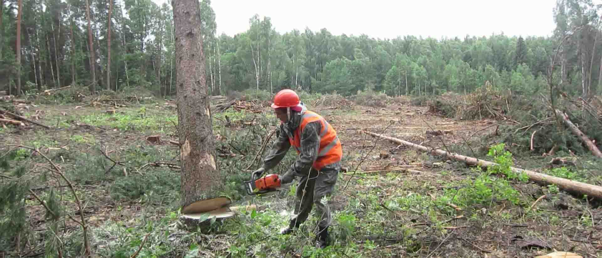 Лесоруб кто это