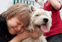 В России назрела реформа ветеринарного образования