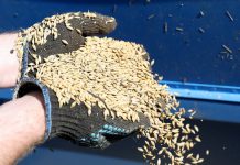 Абрамченко: Россия продолжит экспорт излишков продовольствия