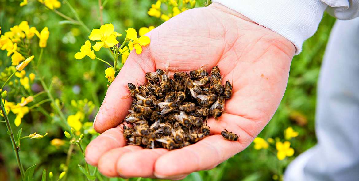 Подмор пчелиный: лечебные свойства