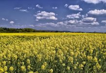 Особенности возделывания гибридов озимого рапса