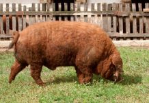 Особенности породы свиней Венгерская мангалица