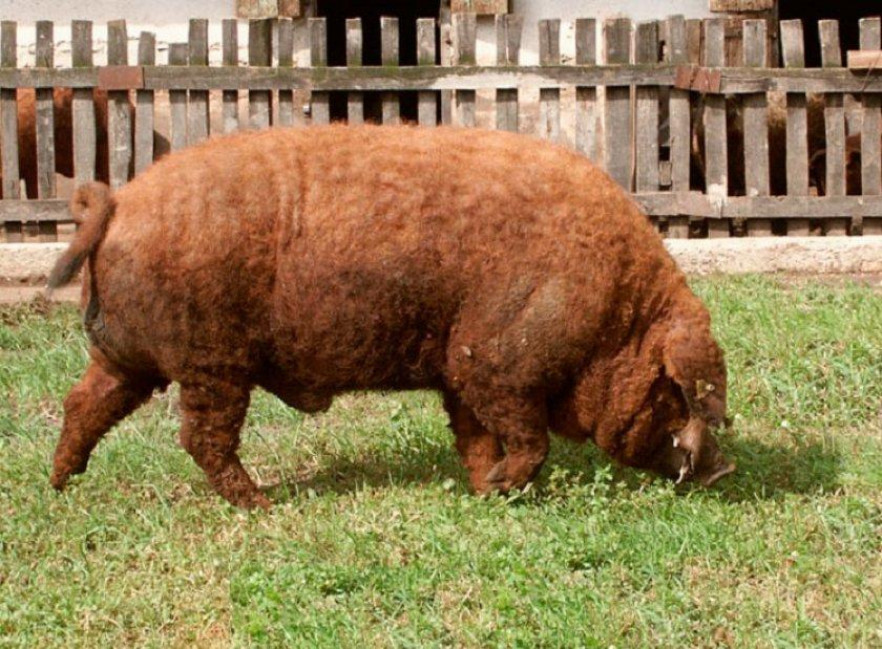 Особенности породы свиней Венгерская мангалица