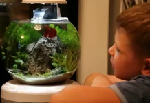 Каких рыбок стоит выбрать начинающему аквариумисту?