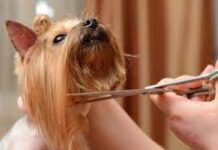 Советы по выбору ножниц от практикующих грумеров