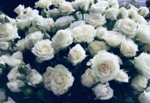 Белые розы: для нежных дам