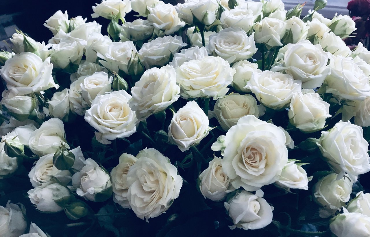 Белые розы: для нежных дам