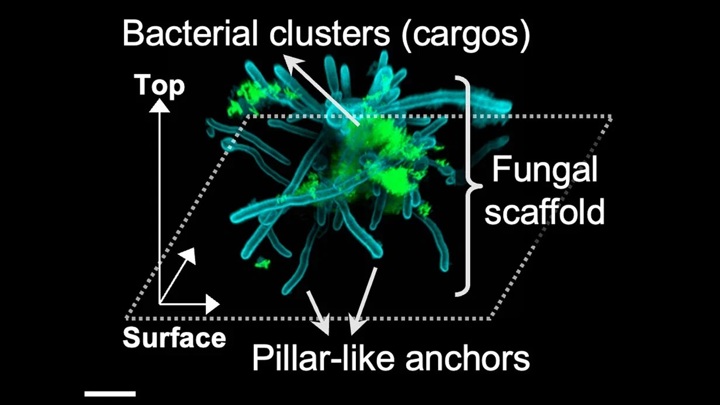 Бактерии и грибки образуют во рту суперорганизм с конечностями