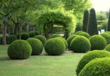 Декоративные кустарники: стильное дополнение в интерьер