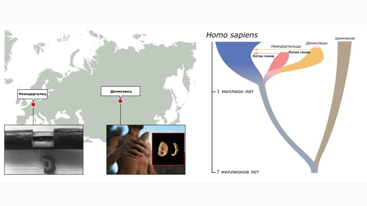 Нобель-2022: премию по физиологии и медицине получил биолог, расшифровавший геном неандертальца