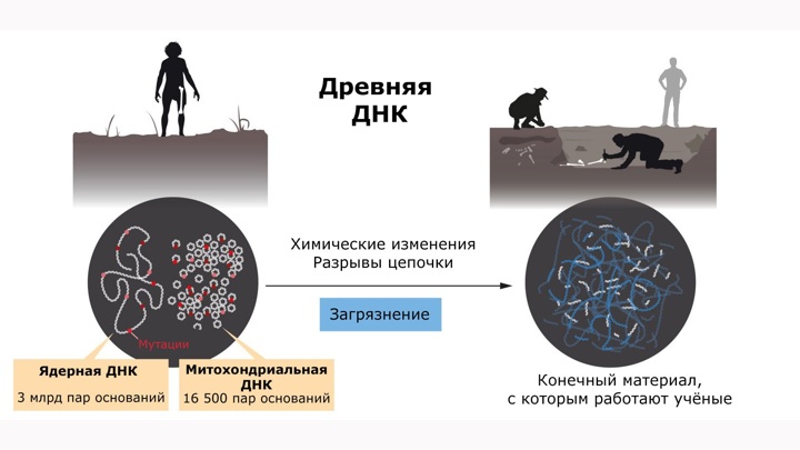 Нобель-2022: премию по физиологии и медицине получил биолог, расшифровавший геном неандертальца