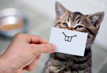 Причины и признаки заболеваний зубов у кошек