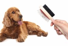 Как ухаживать за шерстью собак