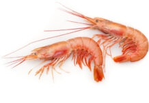 Чем полезны лангустины?