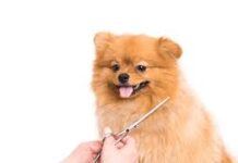 Как понять что питомцу нужен груминг