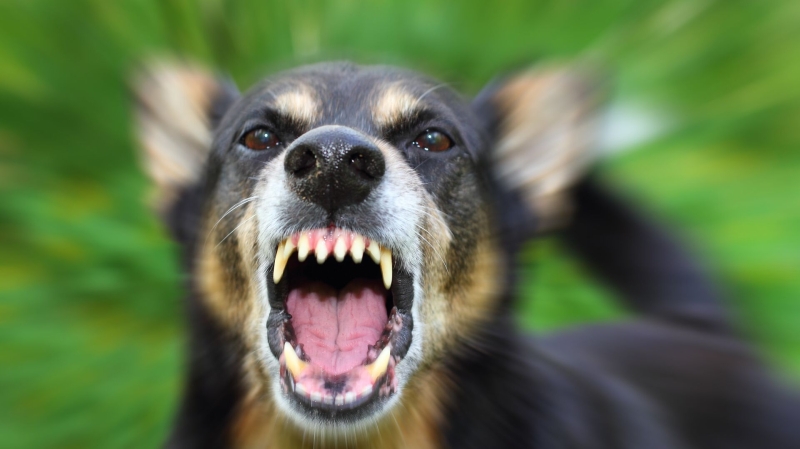 Кинолог перечислил опасности для собак на дачных участках