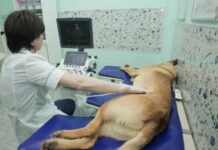 Диагностика здоровья животных