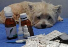 Лекарства для собак: виды и применение