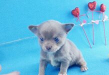 Чихуахуа из питомника: маленькие друзья с большими сердцами