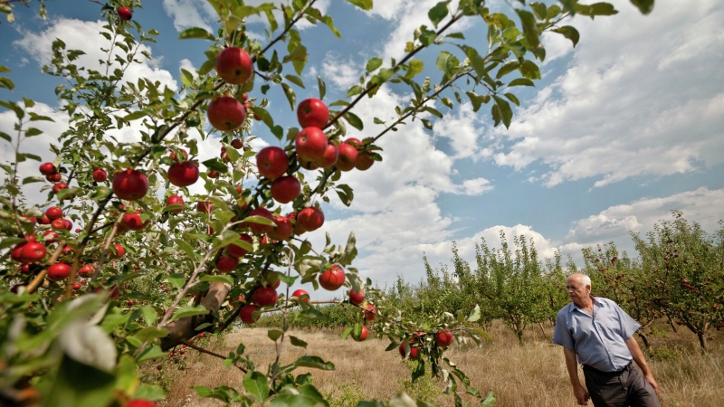 Врач назвала самые полезные осенние продукты