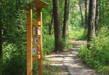 Экологическая тропа в сосновом лесу: путешествие в мир природы и отдыха