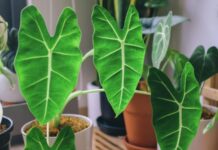 Алоказия: правила ухода за экзотическим цветком в домашних условиях