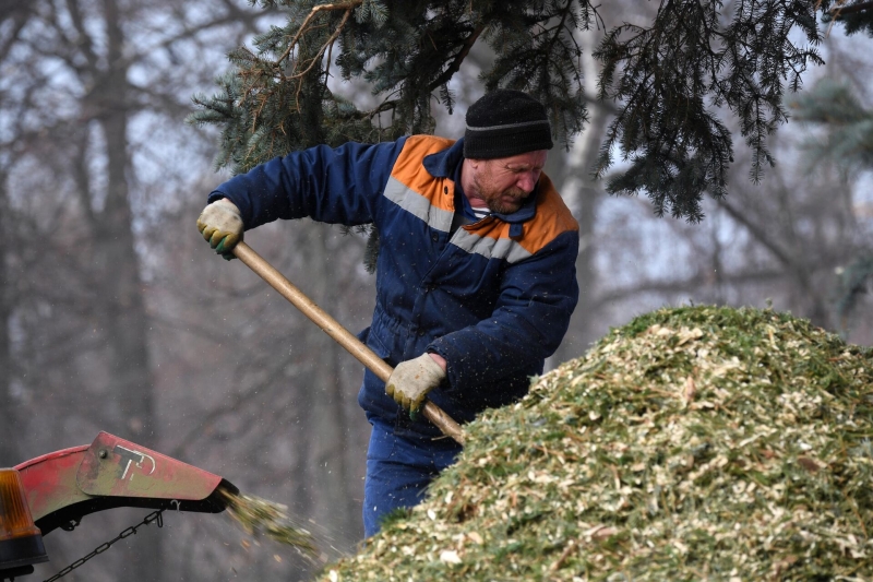 На компост или в щепу: как утилизировать ель после новогодних праздников