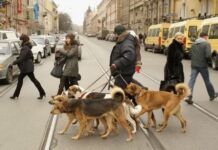 Надёжный выгул собак в Санкт-Петербурге — забота, комфорт и безопасность