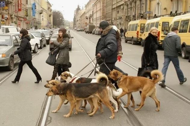 Надёжный выгул собак в Санкт-Петербурге - забота, комфорт и безопасность