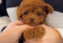 Кого выбрать — той пудель или мальтипу?