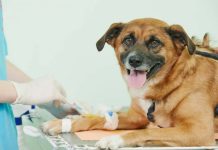 Анализы для животных: когда и какие исследования необходимы