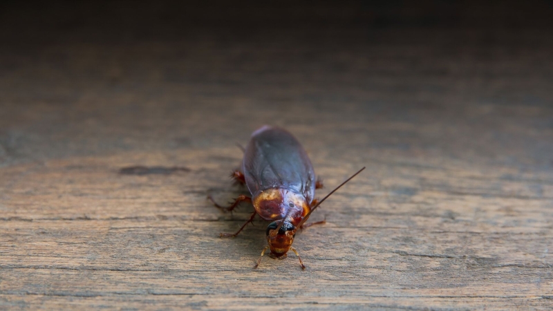 Как избавиться от тараканов в квартире — проверенные методы и профилактика