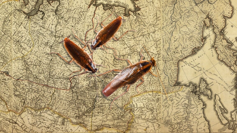 Как избавиться от тараканов в квартире — проверенные методы и профилактика