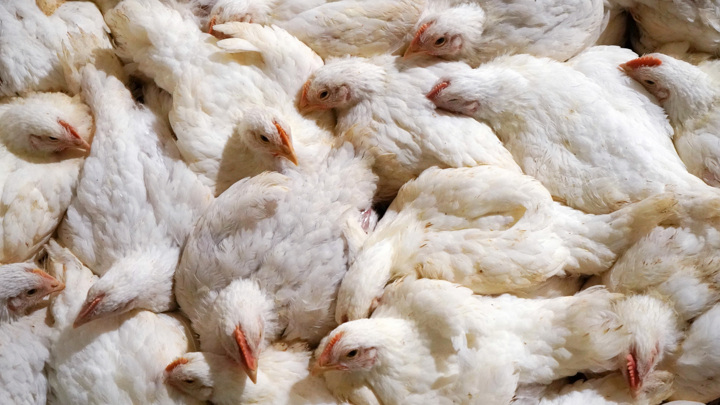 Роспотребнадзор: птичий грипп едва ли может вызвать пандемию опаснее COVID-19 — Новости на Вести.ru