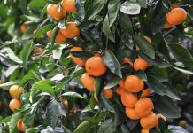 Абхазия передала тонны мандаринов для соцучреждений Петербурга