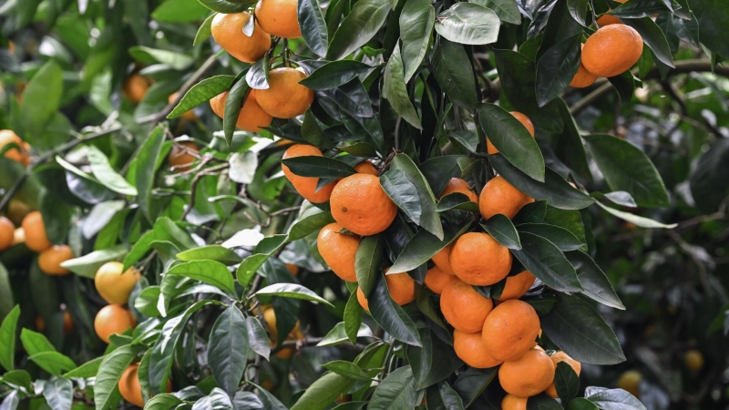 Абхазия передала тонны мандаринов для соцучреждений Петербурга