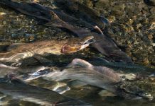 Для памяти, сердца и стройности: почему горбушу нужно есть регулярно — Новости на Вести.ru