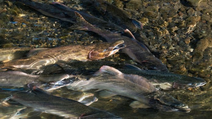 Для памяти, сердца и стройности: почему горбушу нужно есть регулярно — Новости на Вести.ru