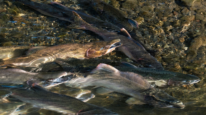 Для памяти, сердца и стройности: почему горбушу нужно есть регулярно — Новости на Вести.ru