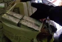 Италии изъяла почти полтонны кокаина, перевозившегося под видом арахиса