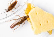Как избавиться от тараканов в квартире — проверенные методы и профилактика