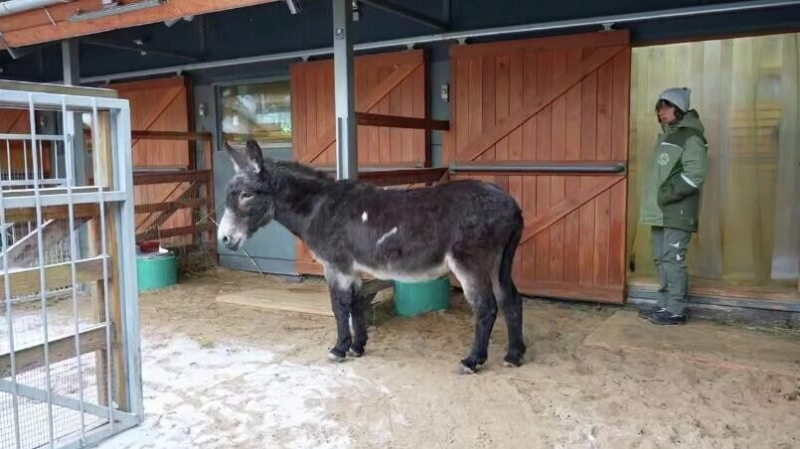 Директор Московского зоопарка рассказала, кто из обитателей гуляет в мороз