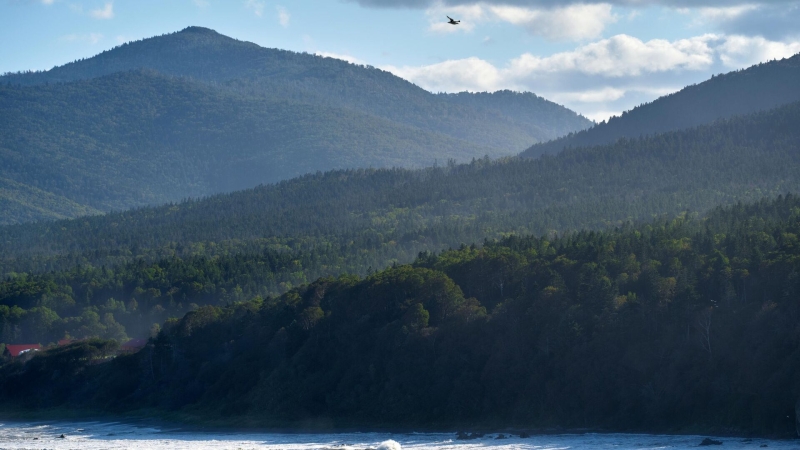 Козлов рассказал о роли лесов в достижении углеродной нейтральности