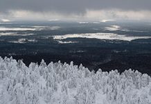 Козлов рассказал о роли лесов в достижении углеродной нейтральности