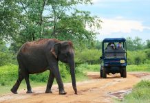 Посольство в Шри-Ланке призвало россиян не приближаться к слонам
