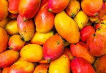 SHOT: вирусом Нипах в Индии можно заразиться через манго — Новости на Вести.ru